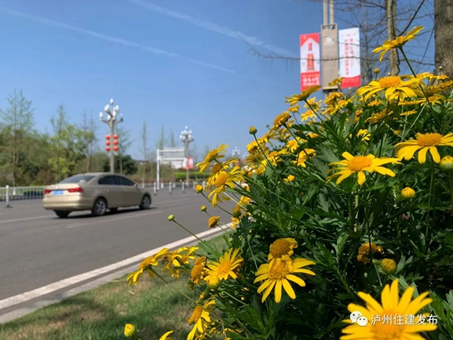 “花”点时间，看泸州“街花”图鉴(图32)