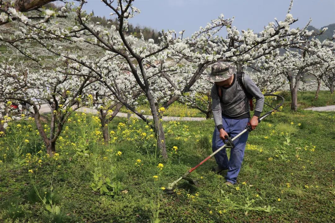 【创建天府旅游名县】美翻，古蔺4000余亩李花开成“海” ，一起去邂逅春日美好！(图4)