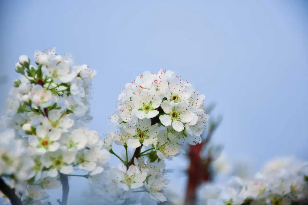 【创建天府旅游名县】美翻，古蔺4000余亩李花开成“海” ，一起去邂逅春日美好！(图7)