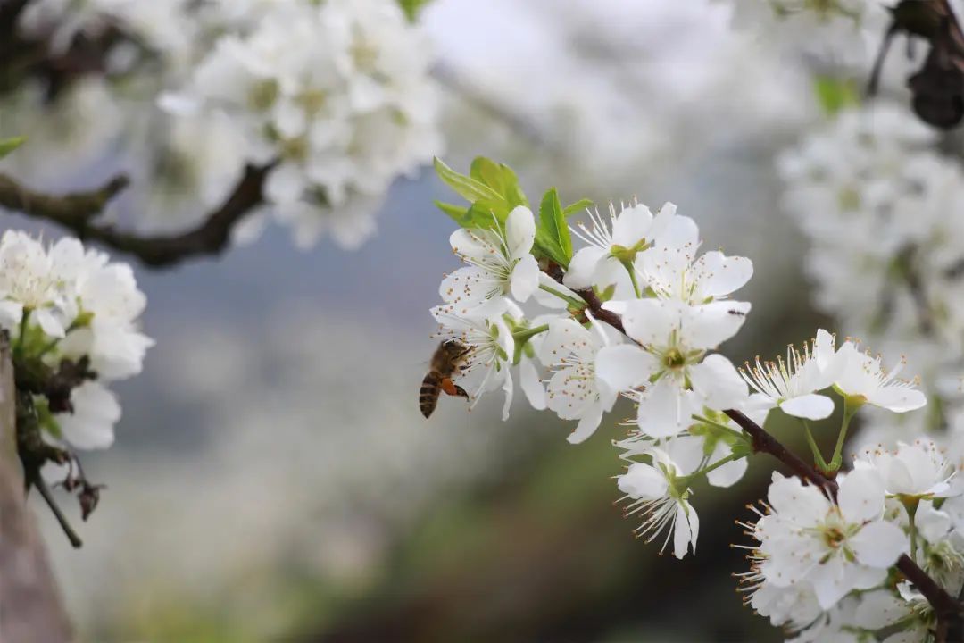 【创建天府旅游名县】美翻，古蔺4000余亩李花开成“海” ，一起去邂逅春日美好！(图6)