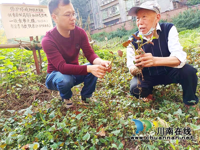 纳溪龙车：86岁村医种鱼腥草，市民药用不收分文