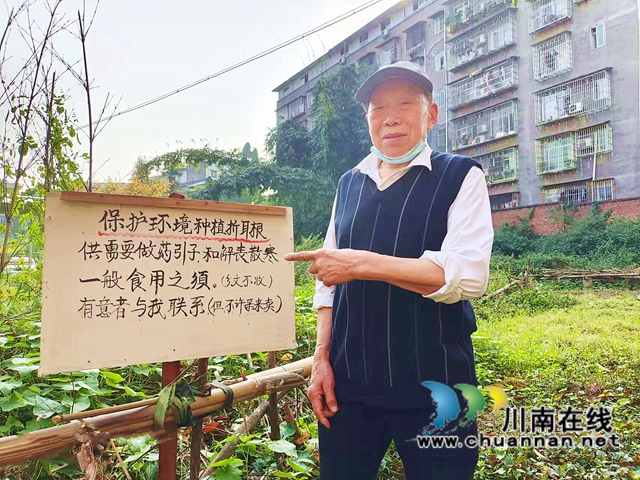 纳溪龙车：86岁村医种鱼腥草，市民药用不收分文(图2)