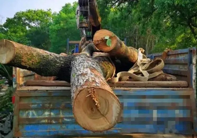 泸州：村民非法砍伐野生香樟，获刑一年六个月！(图2)