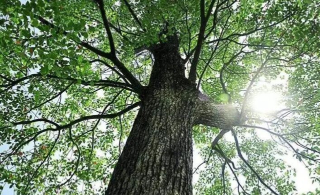 泸州：村民非法砍伐野生香樟，获刑一年六个月！(图5)