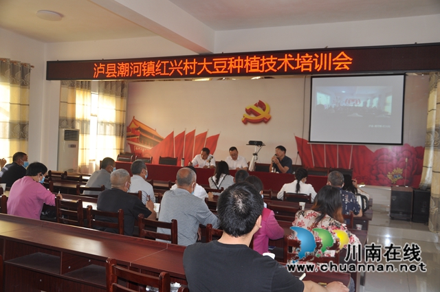 泸县:免费发放种子120吨,推广套种大豆6万亩(图2) 泸县:免费发放种子120吨,推广套种大豆6万亩(图2)