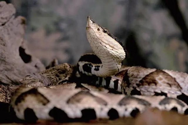 毒蛇提前“出关”，泸州两人被咬(图6)