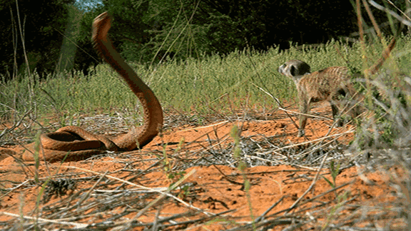 毒蛇提前“出关”，泸州两人被咬(图7)