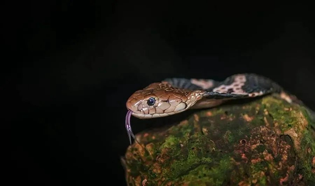 毒蛇提前“出关”，泸州两人被咬(图8)