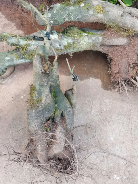 荒唐丨买卖不成就全部偷走(图2)