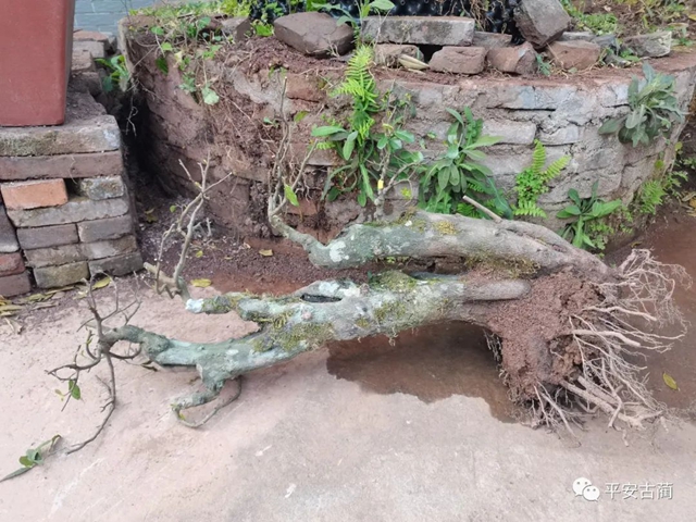 荒唐丨买卖不成就全部偷走(图3)