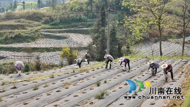 古蔺：荒山变“宝地” ，中药材产业助力乡村振兴(图3)