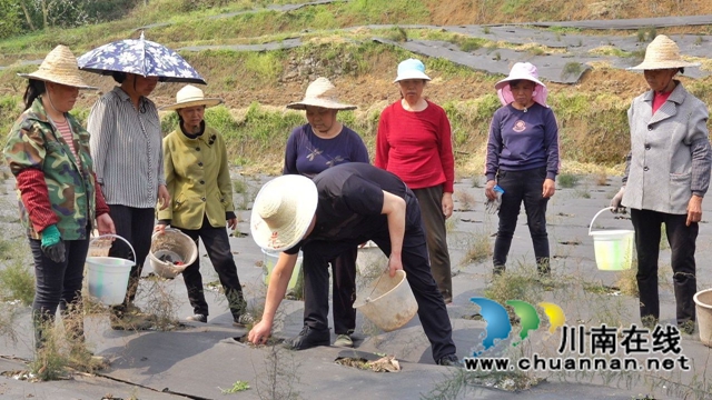 古蔺：荒山变“宝地” ，中药材产业助力乡村振兴(图4)