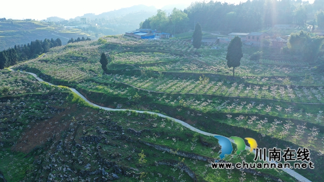 古蔺：梨园春意闹，乡村产业兴(图2)