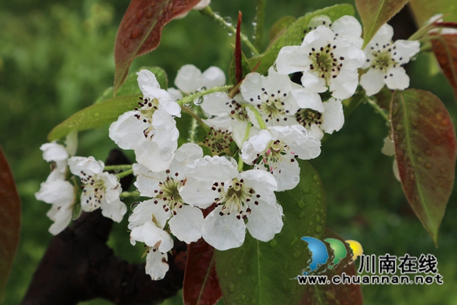 古蔺：梨园春意闹，乡村产业兴(图5)