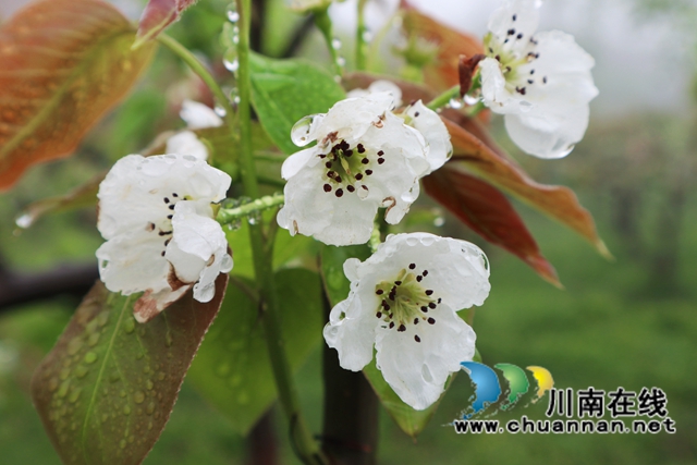 古蔺：梨园春意闹，乡村产业兴(图3)