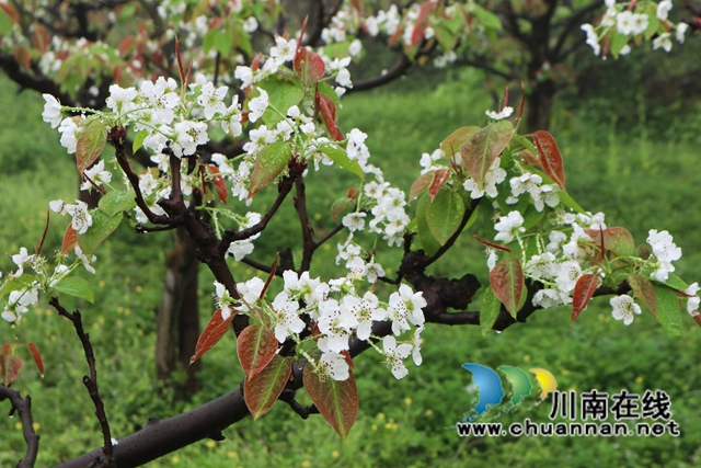 古蔺：梨园春意闹，乡村产业兴(图4)