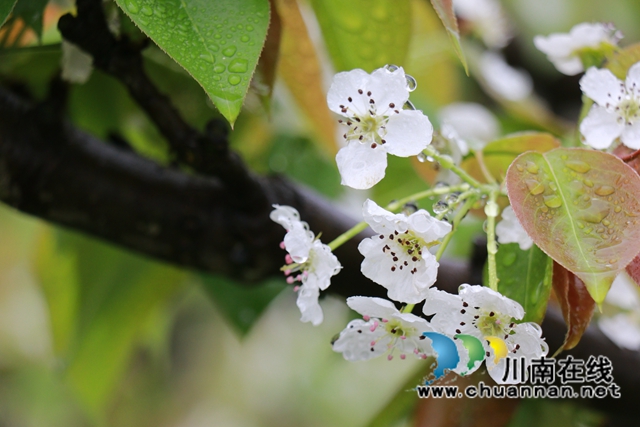 古蔺：梨园春意闹，乡村产业兴(图7)