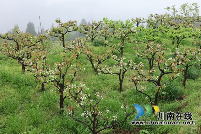 古蔺：梨园春意闹，乡村产业兴(图9)