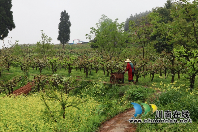 古蔺：梨园春意闹，乡村产业兴(图10)