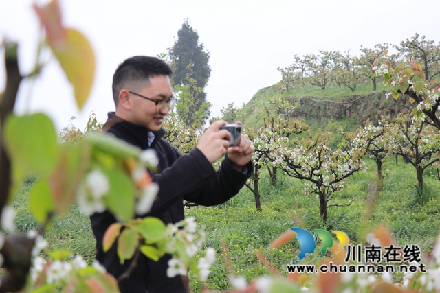 古蔺：梨园春意闹，乡村产业兴(图12)