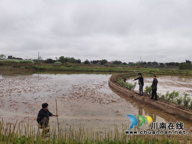 做好“农机”文章 泸县全县机插秧达30万亩(图4) 做好“农机”文章 泸县全县机插秧达30万亩(图4)