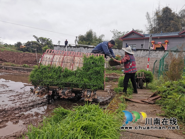 做好“农机”文章 泸县全县机插秧达30万亩(图8) 做好“农机”文章 泸县全县机插秧达30万亩(图8)