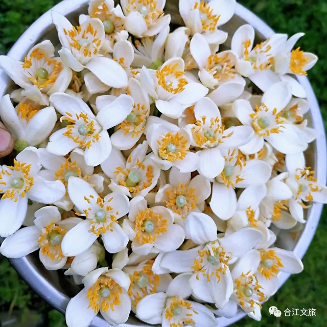 创建天府旅游名县丨赤水河畔“柚”花香(图1)