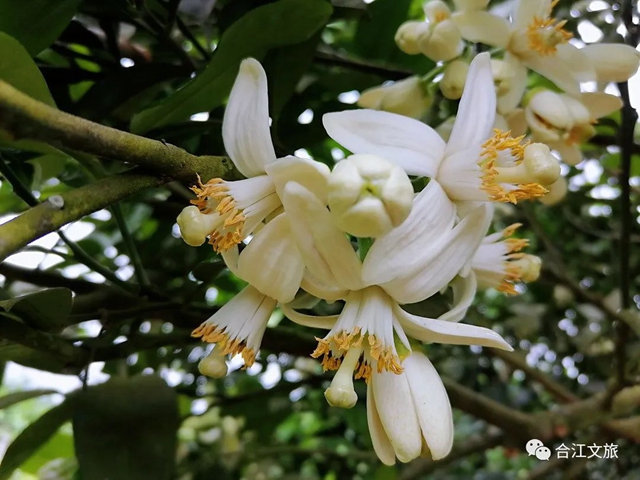 创建天府旅游名县丨赤水河畔“柚”花香(图2)