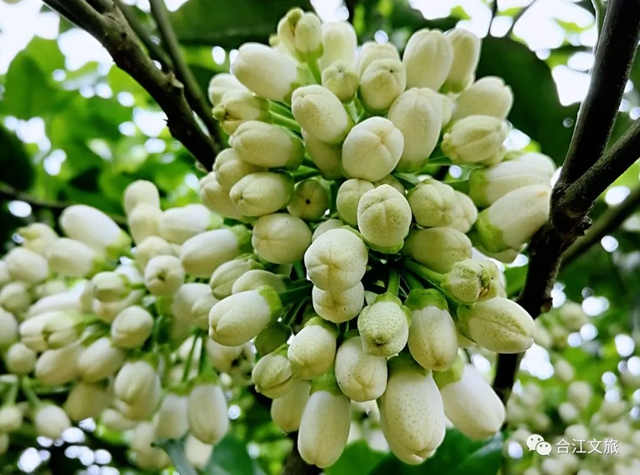 创建天府旅游名县丨赤水河畔“柚”花香(图4)