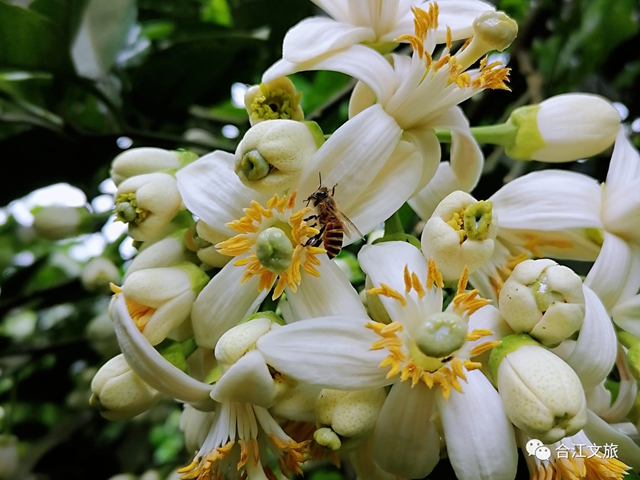 创建天府旅游名县丨赤水河畔“柚”花香(图6)
