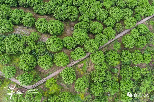 创建天府旅游名县丨赤水河畔“柚”花香(图7)