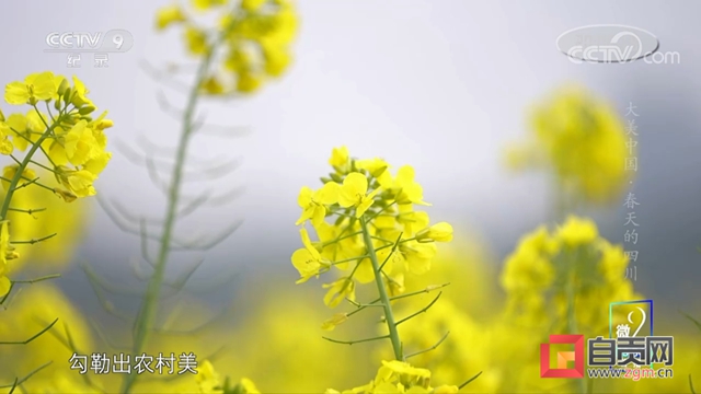 太亮眼！自贡同一地方数次登上央视！(图9)