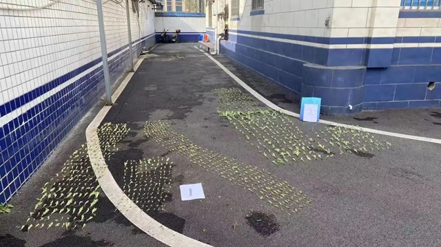 龙马潭：64岁老人种千株罂粟当配菜，遭起！(图3)