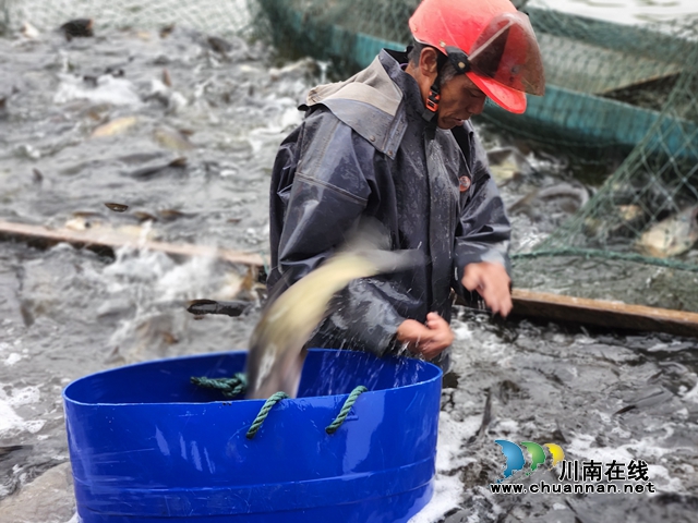 泸县立石镇三溪口水库:人欢鱼跃捕鱼忙(图2) 泸县立石镇三溪口水库:人欢鱼跃捕鱼忙(图2)