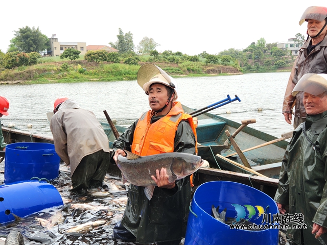 泸县立石镇三溪口水库:人欢鱼跃捕鱼忙(图3) 泸县立石镇三溪口水库:人欢鱼跃捕鱼忙(图3)