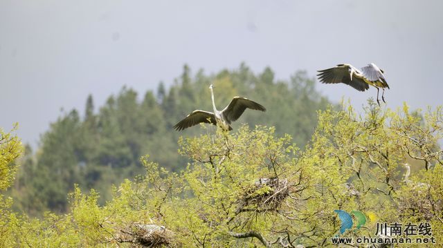 泸州古蔺:春意盎然 观文沙泡树百鸟争鸣(图2) 泸州古蔺:春意盎然 观文沙泡树百鸟争鸣(图2)