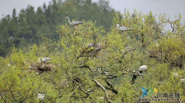 泸州古蔺:春意盎然 观文沙泡树百鸟争鸣(图3) 泸州古蔺:春意盎然 观文沙泡树百鸟争鸣(图3)