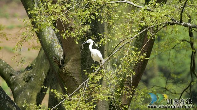泸州古蔺:春意盎然 观文沙泡树百鸟争鸣(图4) nEO_IMG__1074779.jpg