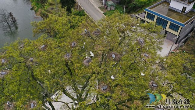 泸州古蔺:春意盎然 观文沙泡树百鸟争鸣(图5) nEO_IMG_DJI_0886.jpg