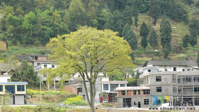 泸州古蔺:春意盎然 观文沙泡树百鸟争鸣(图7) 泸州古蔺:春意盎然 观文沙泡树百鸟争鸣(图7)