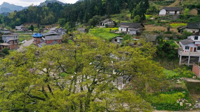 泸州古蔺:春意盎然 观文沙泡树百鸟争鸣(图6) 泸州古蔺:春意盎然 观文沙泡树百鸟争鸣(图6)