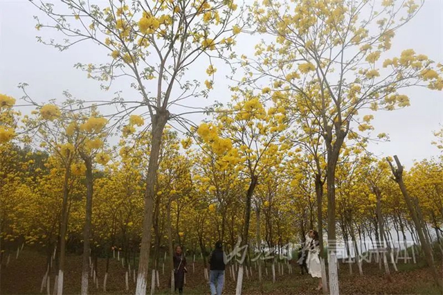 太亮眼！内江这里有一片“黄金”花海(图2)