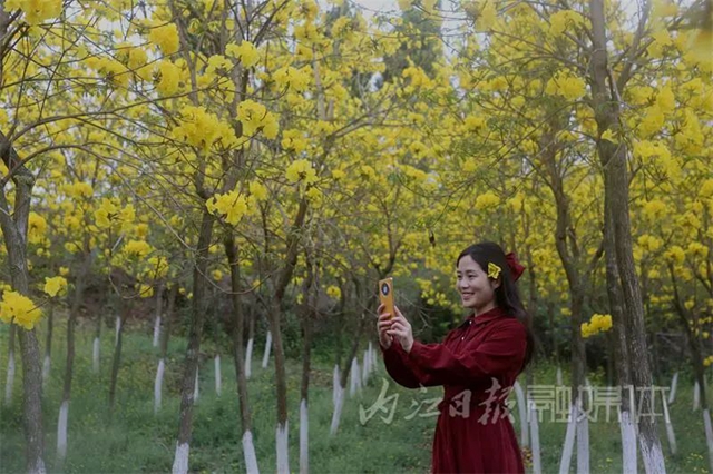 太亮眼！内江这里有一片“黄金”花海(图3)