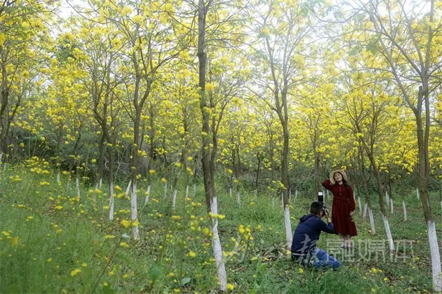 太亮眼！内江这里有一片“黄金”花海(图4)