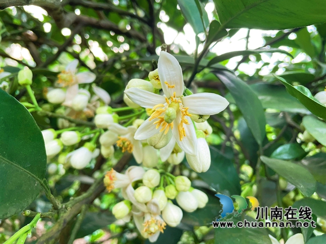 合江县真龙镇:柚子花开香两岸,乡贤田间地头忙(图1) 合江县真龙镇:柚子花开香两岸,乡贤田间地头忙(图1)