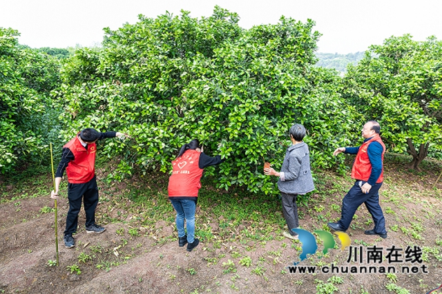 合江县真龙镇:柚子花开香两岸,乡贤田间地头忙(图2) 合江县真龙镇:柚子花开香两岸,乡贤田间地头忙(图2)
