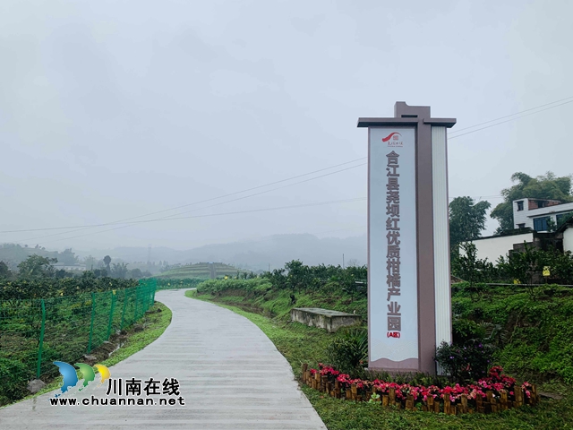 合江县尧坝镇：“尧坝红”似灯笼盏，喜获丰收笑开颜(图1)