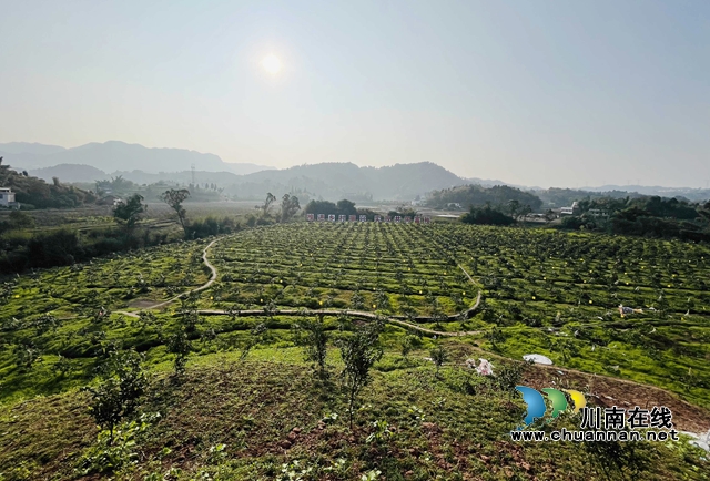 合江县尧坝镇：“尧坝红”似灯笼盏，喜获丰收笑开颜(图2)