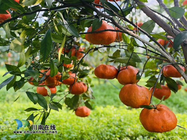 合江县尧坝镇：“尧坝红”似灯笼盏，喜获丰收笑开颜(图4)