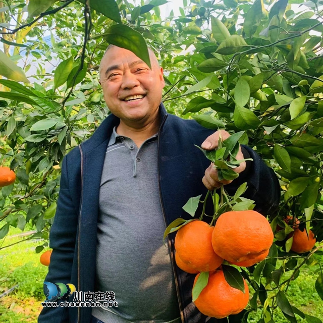 合江县尧坝镇：“尧坝红”似灯笼盏，喜获丰收笑开颜(图7)